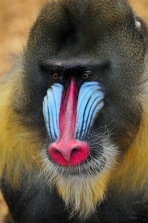 Source JPEG photo of a mandrill before vectorization